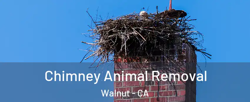  Chimney Animal Removal Walnut - CA