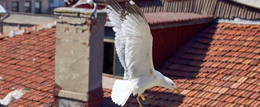 Residential Chimney Animal Removal Solution in Walnut, CA